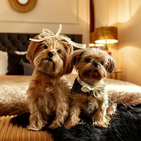 דירה Qult - The Aristocrat בוקרשט
